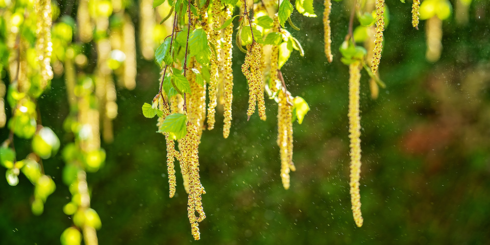 Cognitive performance during the pollen season: how much of a restriction is hay fever?