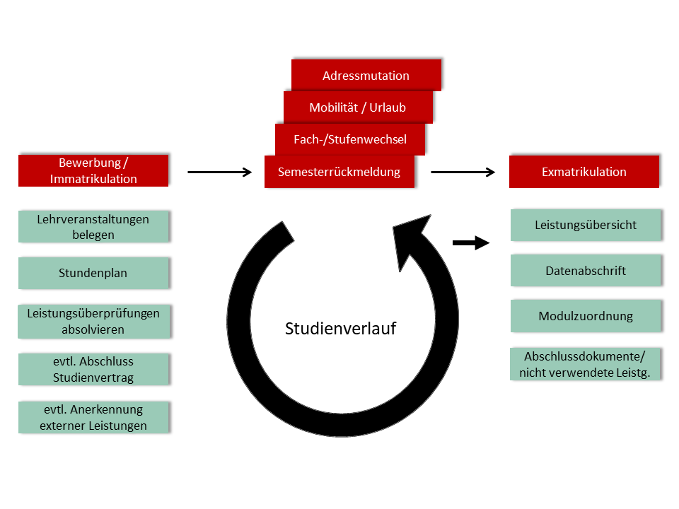 Mehrfarbige Grafik, die den Studierenden Lifecycle beschreibt